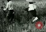 Image of rice cultivation Philippines, 1915, second 51 stock footage video 65675078022