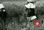 Image of rice cultivation Philippines, 1915, second 57 stock footage video 65675078022