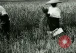 Image of rice cultivation Philippines, 1915, second 58 stock footage video 65675078022
