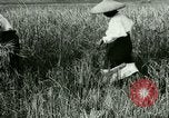 Image of rice cultivation Philippines, 1915, second 59 stock footage video 65675078022