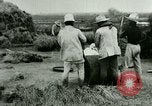 Image of rice cultivation Philippines, 1915, second 6 stock footage video 65675078023