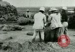 Image of rice cultivation Philippines, 1915, second 7 stock footage video 65675078023