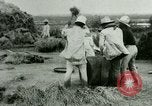 Image of rice cultivation Philippines, 1915, second 8 stock footage video 65675078023