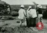 Image of rice cultivation Philippines, 1915, second 9 stock footage video 65675078023