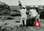 Image of rice cultivation Philippines, 1915, second 14 stock footage video 65675078023