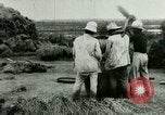 Image of rice cultivation Philippines, 1915, second 15 stock footage video 65675078023