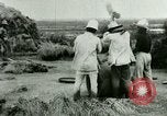 Image of rice cultivation Philippines, 1915, second 16 stock footage video 65675078023