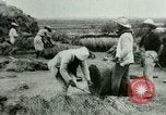 Image of rice cultivation Philippines, 1915, second 21 stock footage video 65675078023
