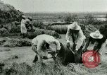 Image of rice cultivation Philippines, 1915, second 22 stock footage video 65675078023