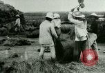Image of rice cultivation Philippines, 1915, second 27 stock footage video 65675078023