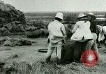 Image of rice cultivation Philippines, 1915, second 31 stock footage video 65675078023