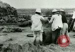 Image of rice cultivation Philippines, 1915, second 32 stock footage video 65675078023
