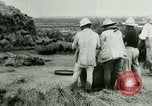Image of rice cultivation Philippines, 1915, second 33 stock footage video 65675078023