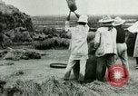 Image of rice cultivation Philippines, 1915, second 35 stock footage video 65675078023