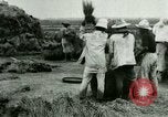 Image of rice cultivation Philippines, 1915, second 38 stock footage video 65675078023