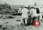 Image of rice cultivation Philippines, 1915, second 39 stock footage video 65675078023
