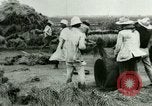 Image of rice cultivation Philippines, 1915, second 42 stock footage video 65675078023