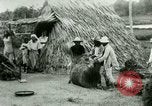 Image of rice cultivation Philippines, 1915, second 51 stock footage video 65675078023