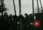 Image of coconut cultivation Philippines, 1915, second 4 stock footage video 65675078024