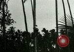 Image of coconut cultivation Philippines, 1915, second 5 stock footage video 65675078024