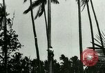 Image of coconut cultivation Philippines, 1915, second 7 stock footage video 65675078024