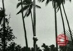 Image of coconut cultivation Philippines, 1915, second 9 stock footage video 65675078024
