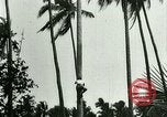 Image of coconut cultivation Philippines, 1915, second 10 stock footage video 65675078024