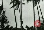 Image of coconut cultivation Philippines, 1915, second 11 stock footage video 65675078024