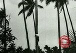 Image of coconut cultivation Philippines, 1915, second 12 stock footage video 65675078024