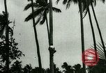 Image of coconut cultivation Philippines, 1915, second 13 stock footage video 65675078024