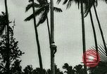 Image of coconut cultivation Philippines, 1915, second 15 stock footage video 65675078024