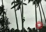 Image of coconut cultivation Philippines, 1915, second 17 stock footage video 65675078024