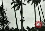 Image of coconut cultivation Philippines, 1915, second 19 stock footage video 65675078024