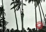 Image of coconut cultivation Philippines, 1915, second 22 stock footage video 65675078024