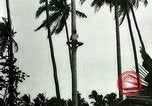 Image of coconut cultivation Philippines, 1915, second 23 stock footage video 65675078024