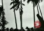 Image of coconut cultivation Philippines, 1915, second 24 stock footage video 65675078024