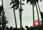 Image of coconut cultivation Philippines, 1915, second 26 stock footage video 65675078024