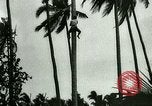 Image of coconut cultivation Philippines, 1915, second 27 stock footage video 65675078024
