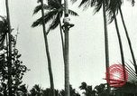 Image of coconut cultivation Philippines, 1915, second 28 stock footage video 65675078024