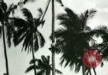 Image of coconut cultivation Philippines, 1915, second 29 stock footage video 65675078024