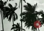 Image of coconut cultivation Philippines, 1915, second 30 stock footage video 65675078024