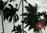 Image of coconut cultivation Philippines, 1915, second 31 stock footage video 65675078024