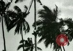 Image of coconut cultivation Philippines, 1915, second 32 stock footage video 65675078024