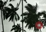 Image of coconut cultivation Philippines, 1915, second 33 stock footage video 65675078024