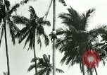Image of coconut cultivation Philippines, 1915, second 34 stock footage video 65675078024