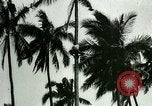 Image of coconut cultivation Philippines, 1915, second 35 stock footage video 65675078024