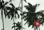 Image of coconut cultivation Philippines, 1915, second 36 stock footage video 65675078024