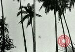 Image of coconut cultivation Philippines, 1915, second 42 stock footage video 65675078024