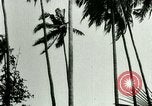 Image of coconut cultivation Philippines, 1915, second 43 stock footage video 65675078024