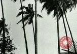 Image of coconut cultivation Philippines, 1915, second 45 stock footage video 65675078024